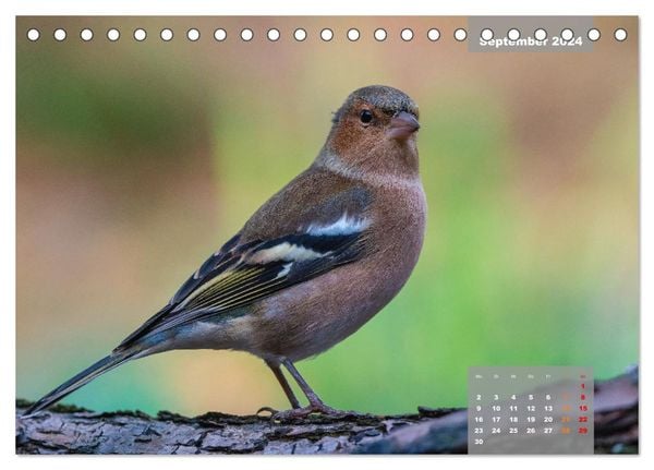 SINGVÖGEL prächtigen Sänger in schönem Ambiente Tischkalender