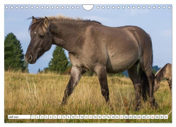 Konik Frei Geboren Wandkalender 2024 DIN A4 Quer CALVENDO