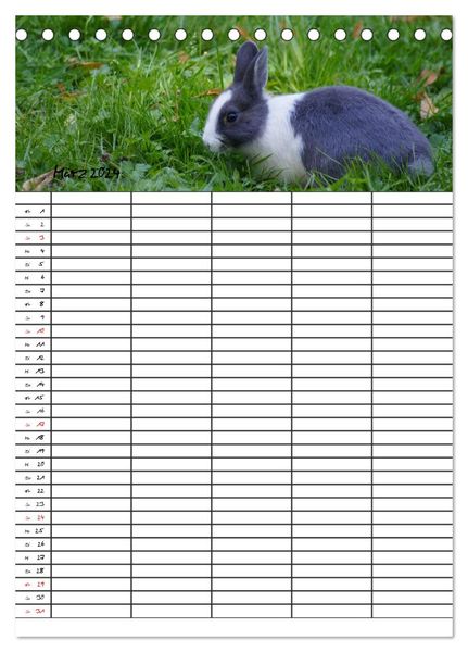 Meerschweinchen Und Kaninchen Familienplaner Tischkalender 2024 DIN