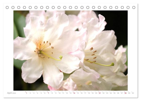 Azaleen Und Rhododendren Bl Tenbilder Tischkalender Din A Quer