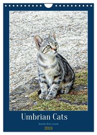 Umbrian Cats Wall Calendar Din A Portrait Calvendo Month