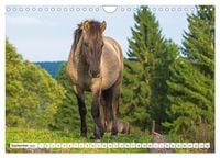 Konik Frei Geboren Wandkalender Din A Quer Calvendo