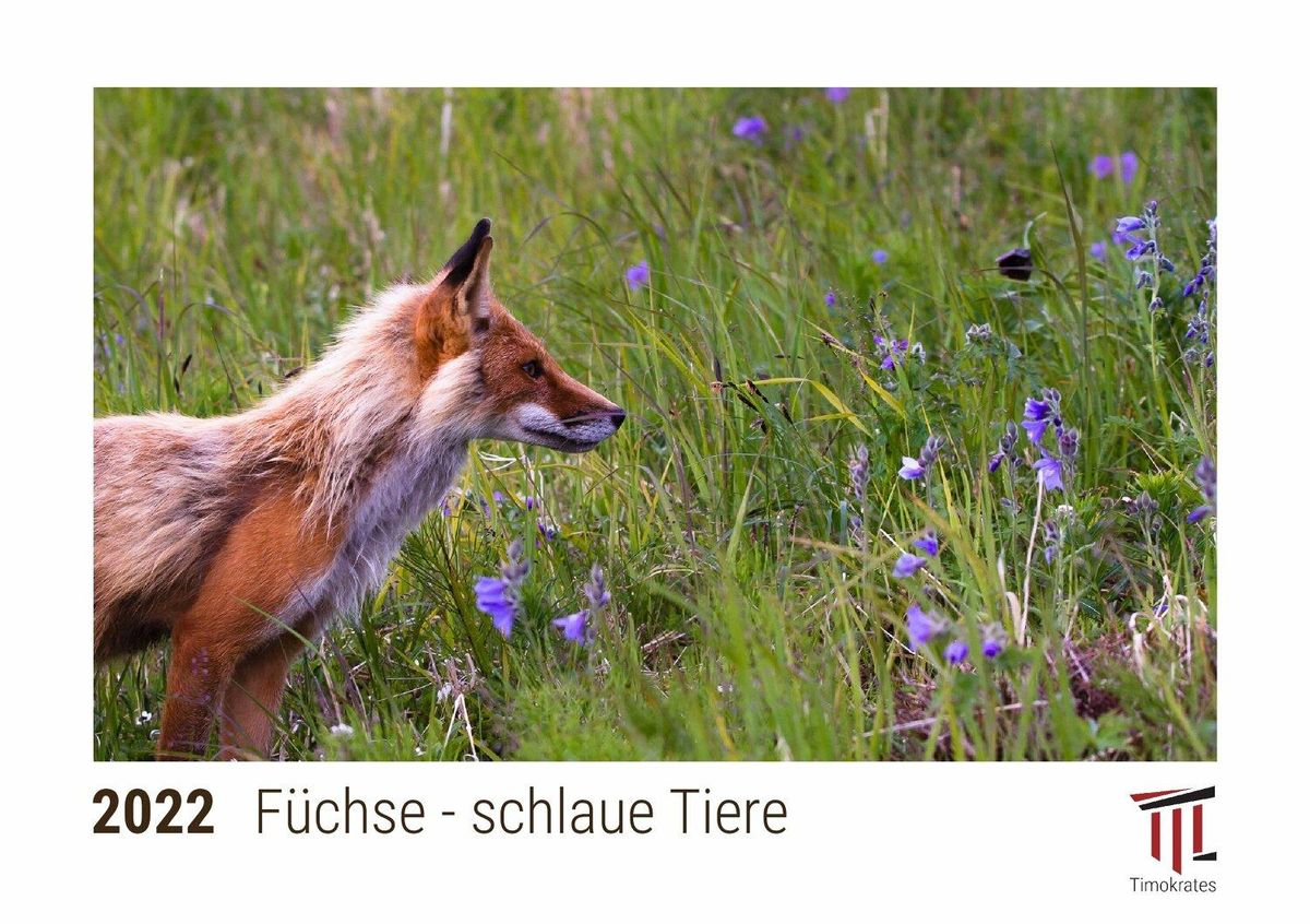 Füchse schlaue Tiere 2022 Timokrates Kalender Tischkalender