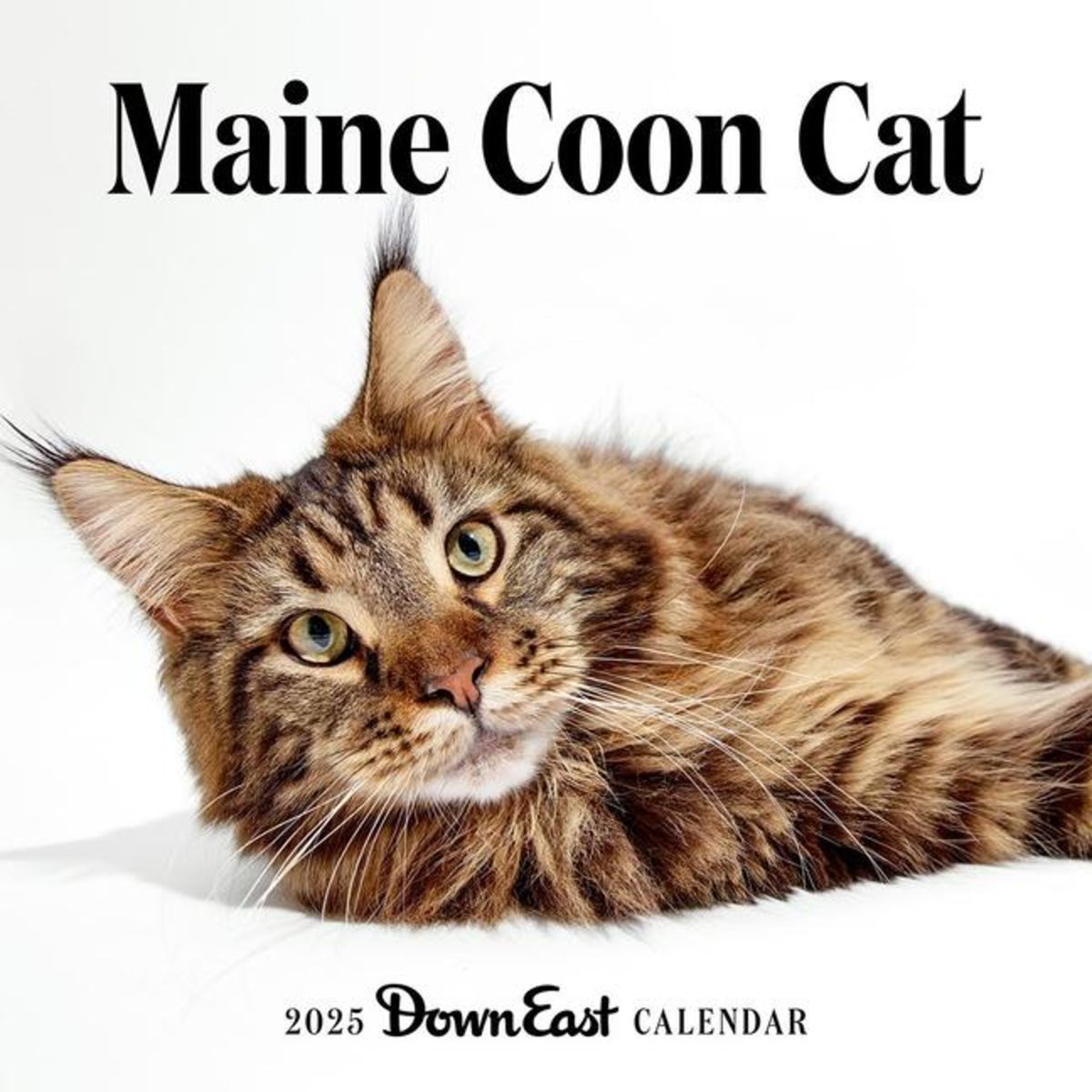 Maine Coon Cat Wall Calendar Kalender Thalia