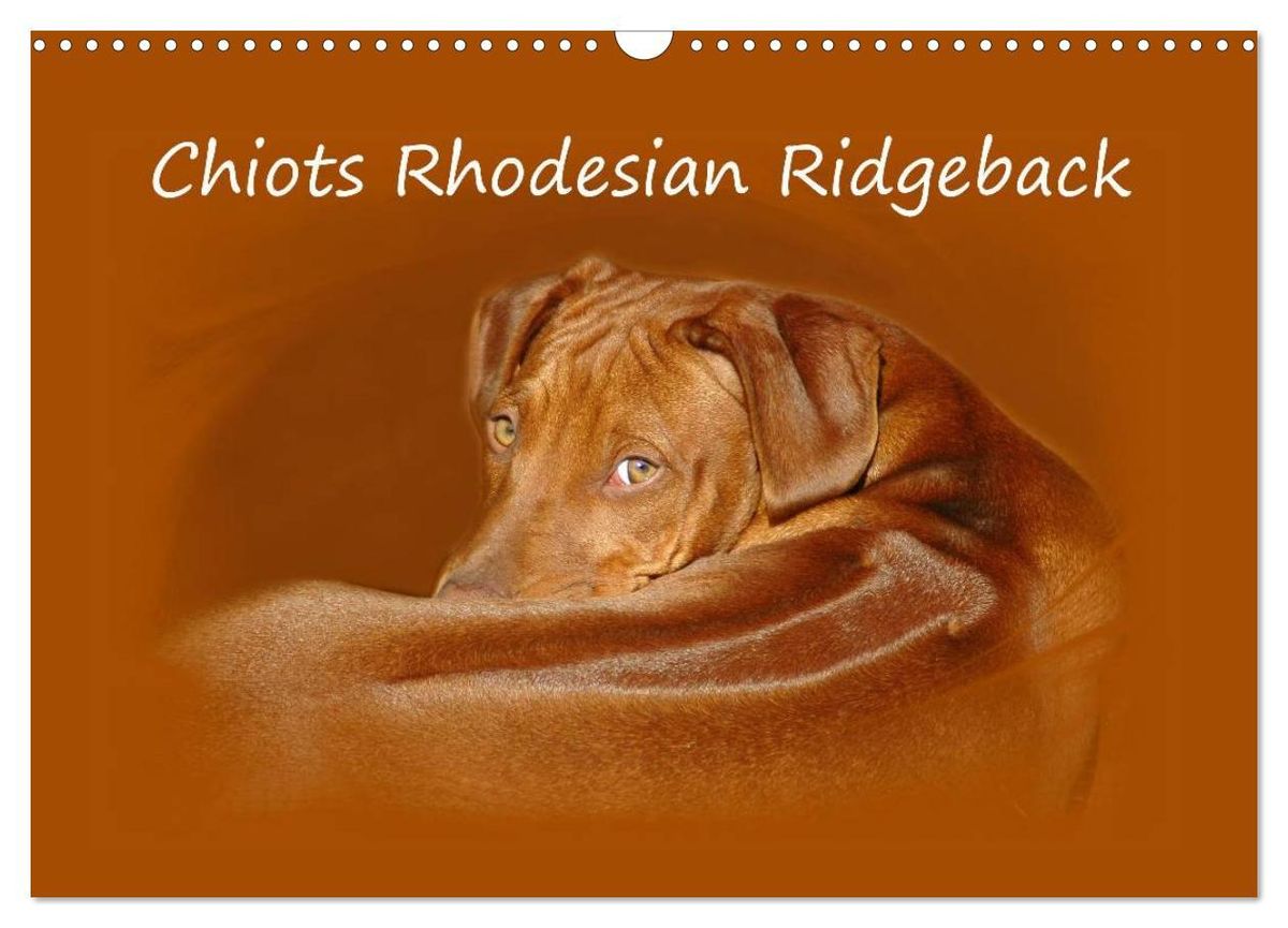 Chiots Rhodesian Ridgeback Calendrier Mural Din A Vertical