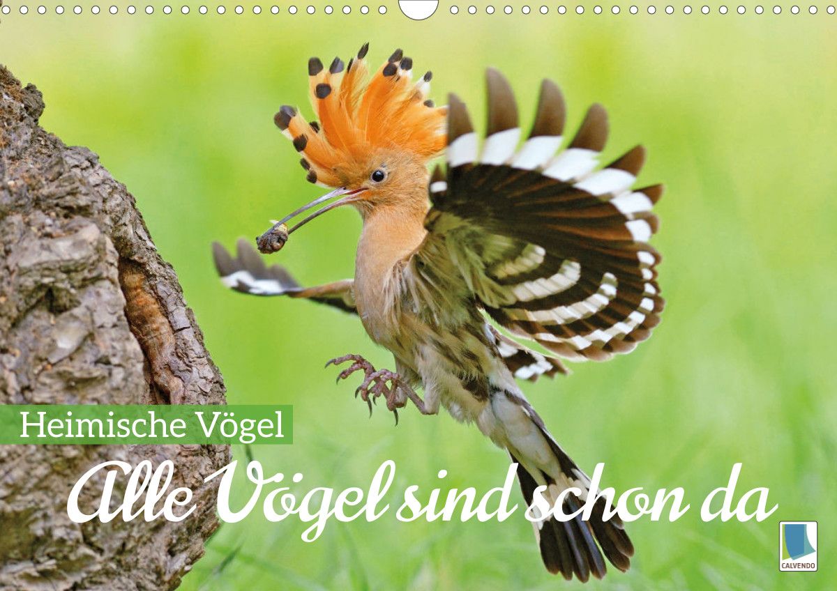 Alle Vögel sind schon da Heimische Vögel Wandkalender 2023 DIN A3