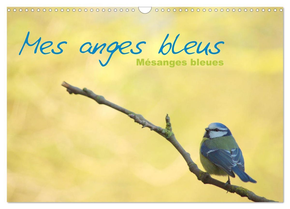 Mes Anges Bleus M Sanges Bleues Calendrier Mural Din A