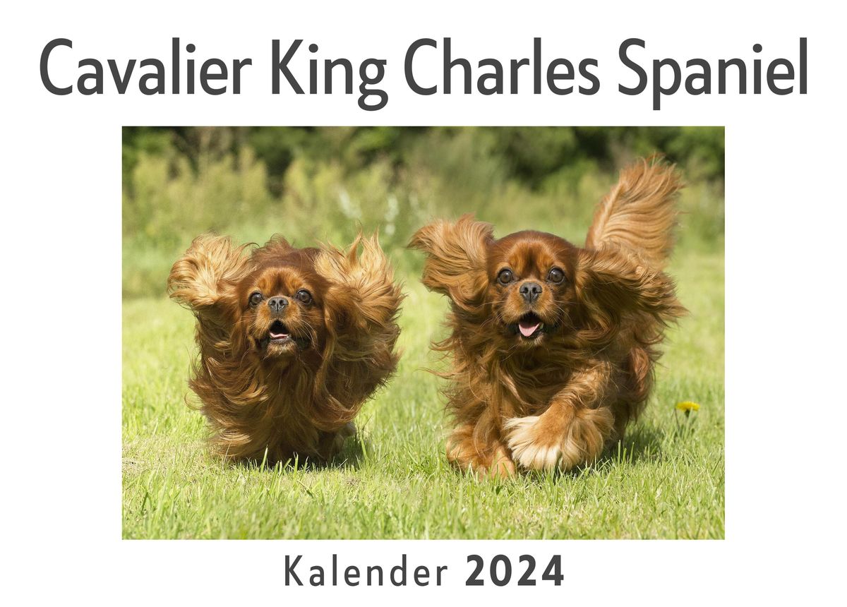 Cavalier King Charles Spaniel Wandkalender Kalender Din A Quer