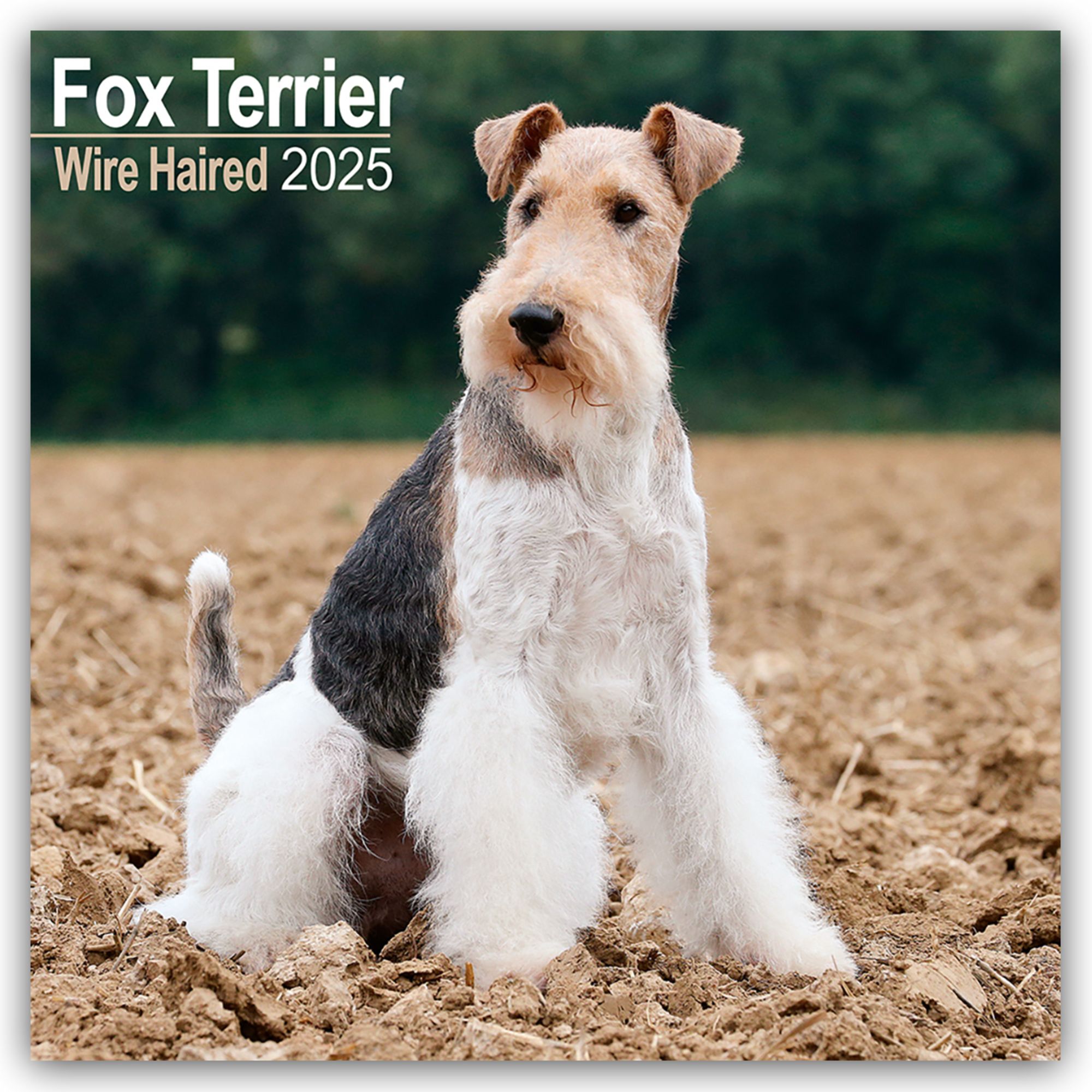 Wire fashion coat fox terrier