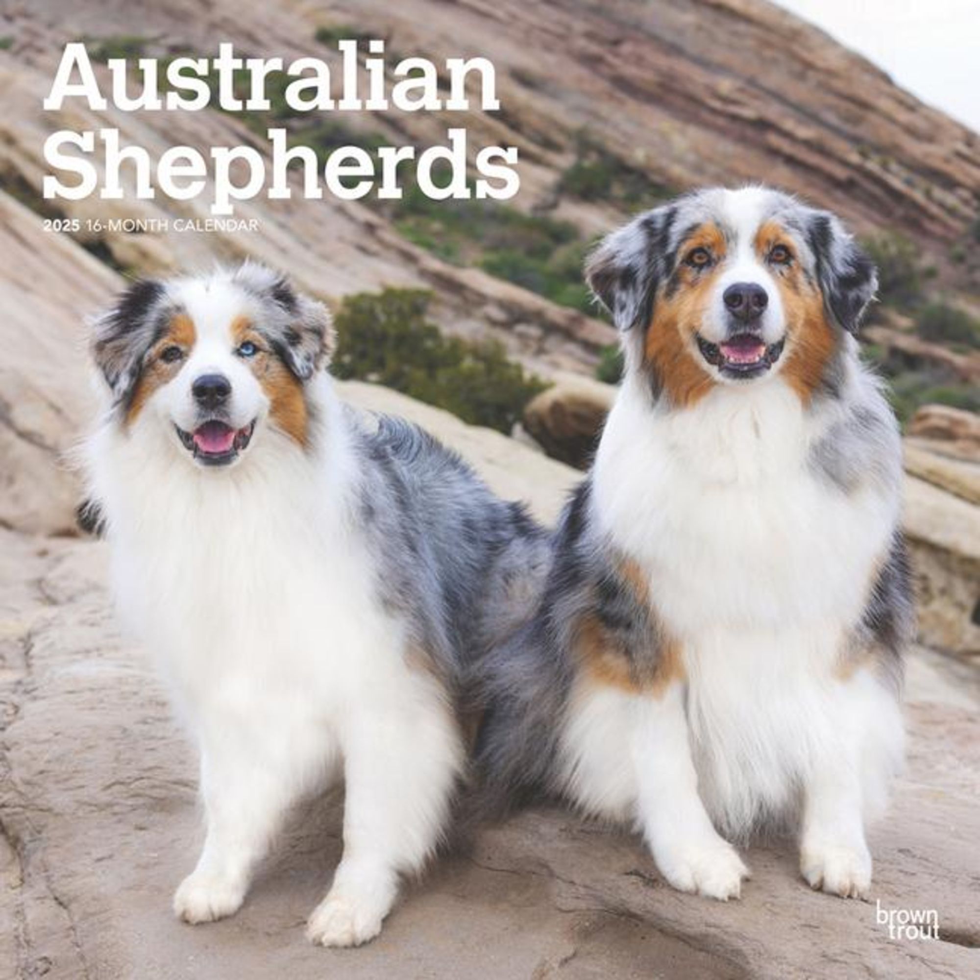 'Australian Shepherds 2025 12 X 24 Inch Monthly Square Wall Calendar