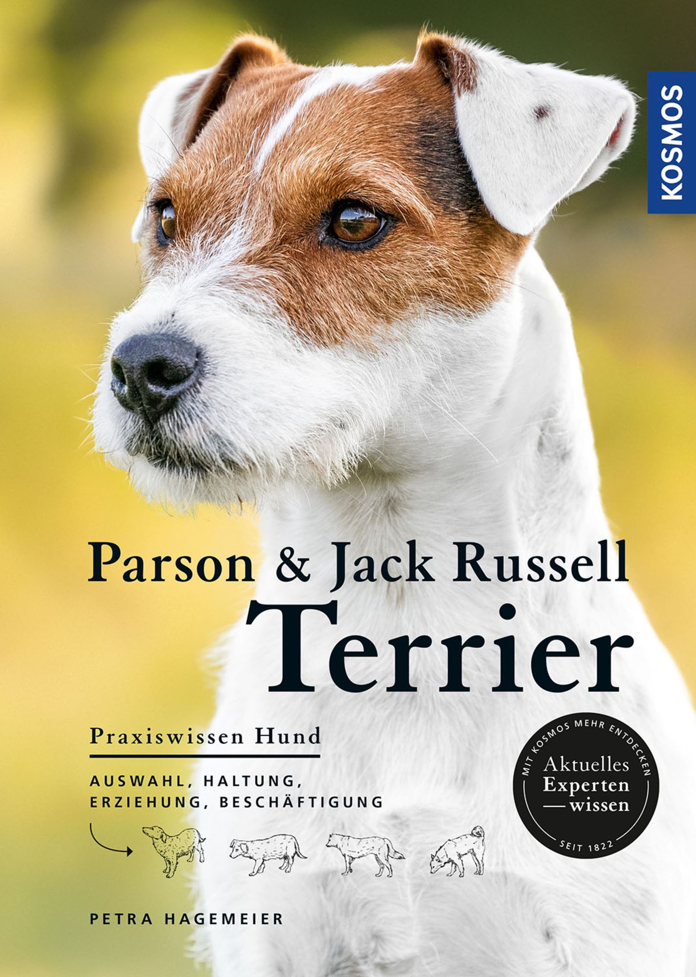 Hunde Parson Terrier Abzugeben Tierheim Jack Russel Gestromt