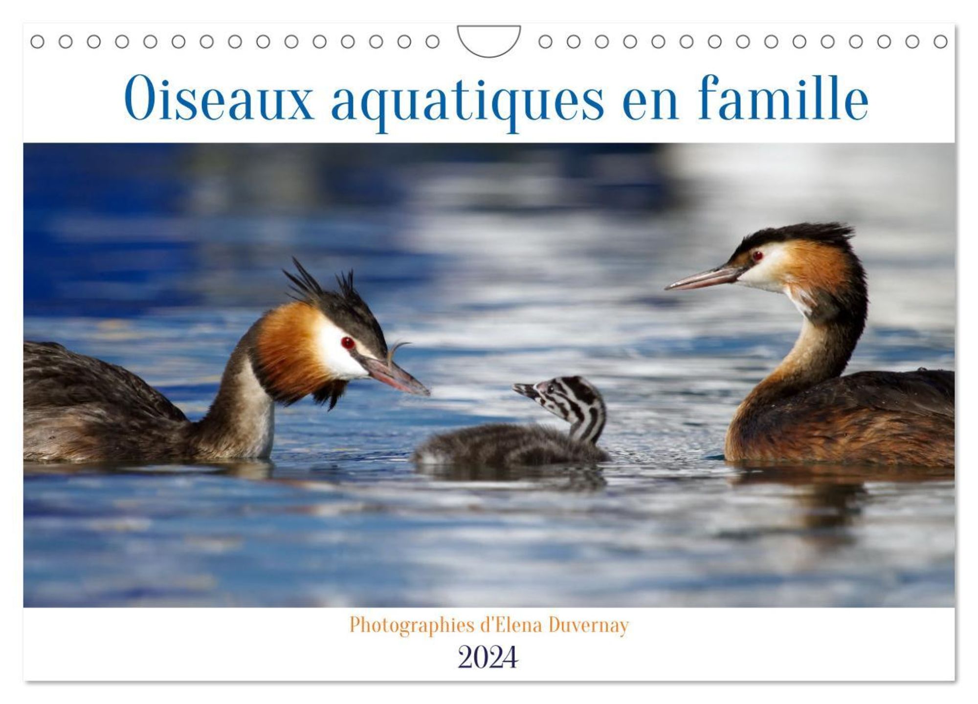 Oiseaux aquatiques en famille (Calendrier mural 2024 DIN A4