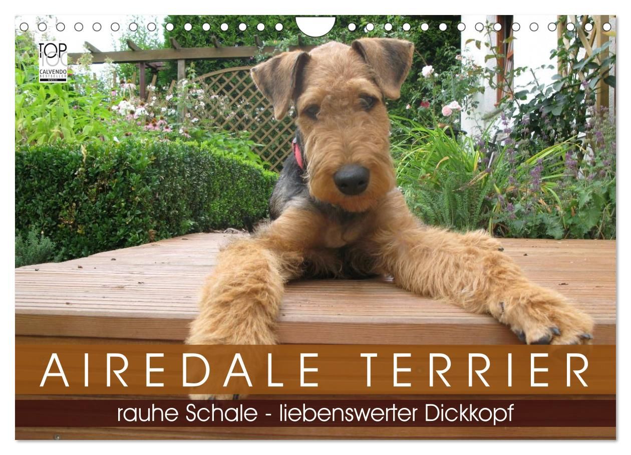 Airedale Terrier Calendar | A Wide Offer