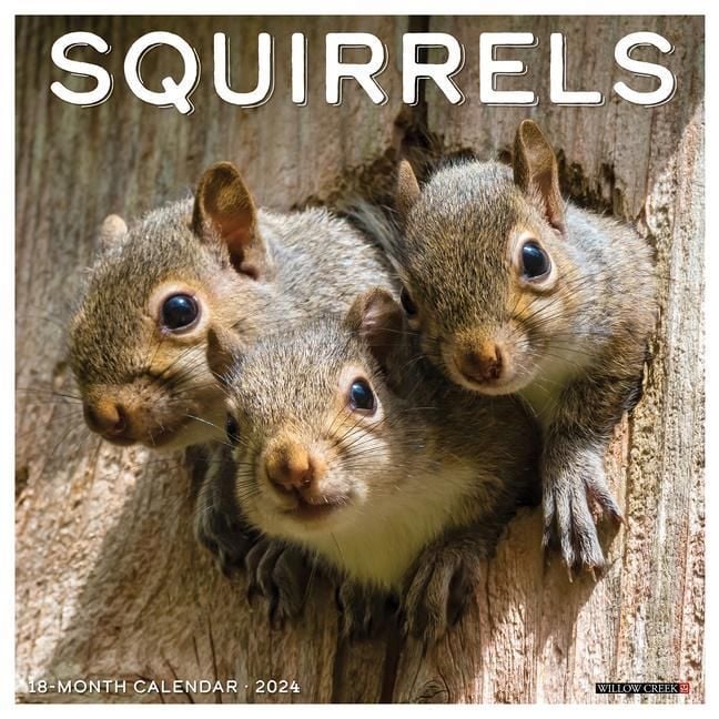 'Squirrels 2024 12 X 12 Wall Calendar' 'Bücher'