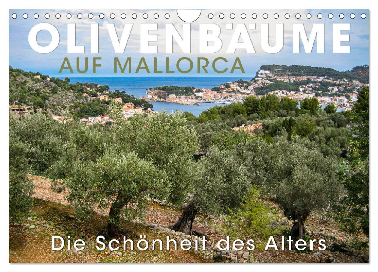 Olivenbume auf Mallorca - Die Schnheit des Alters (Wandkalender 2026 DIN  A4 quer), CALVENDO Monatskalender" kaufen