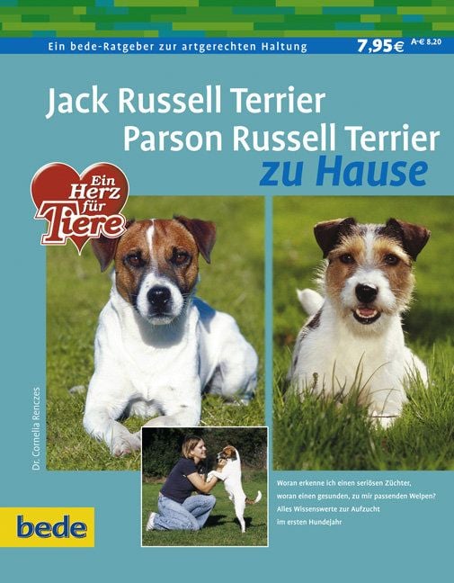 Parson Jack Russell Hund Parson Terrier Tierheim Zwei Russell
