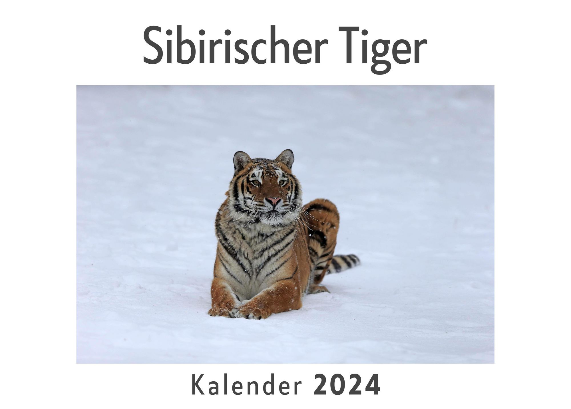 【正規品質保証】 Tiger Sibirischer (Wandkalender quer A4 DIN Kalender 2024, 輸入版カレンダー