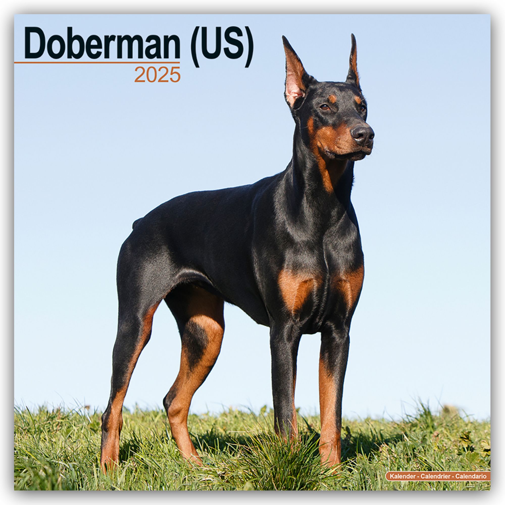 Big fashion doberman