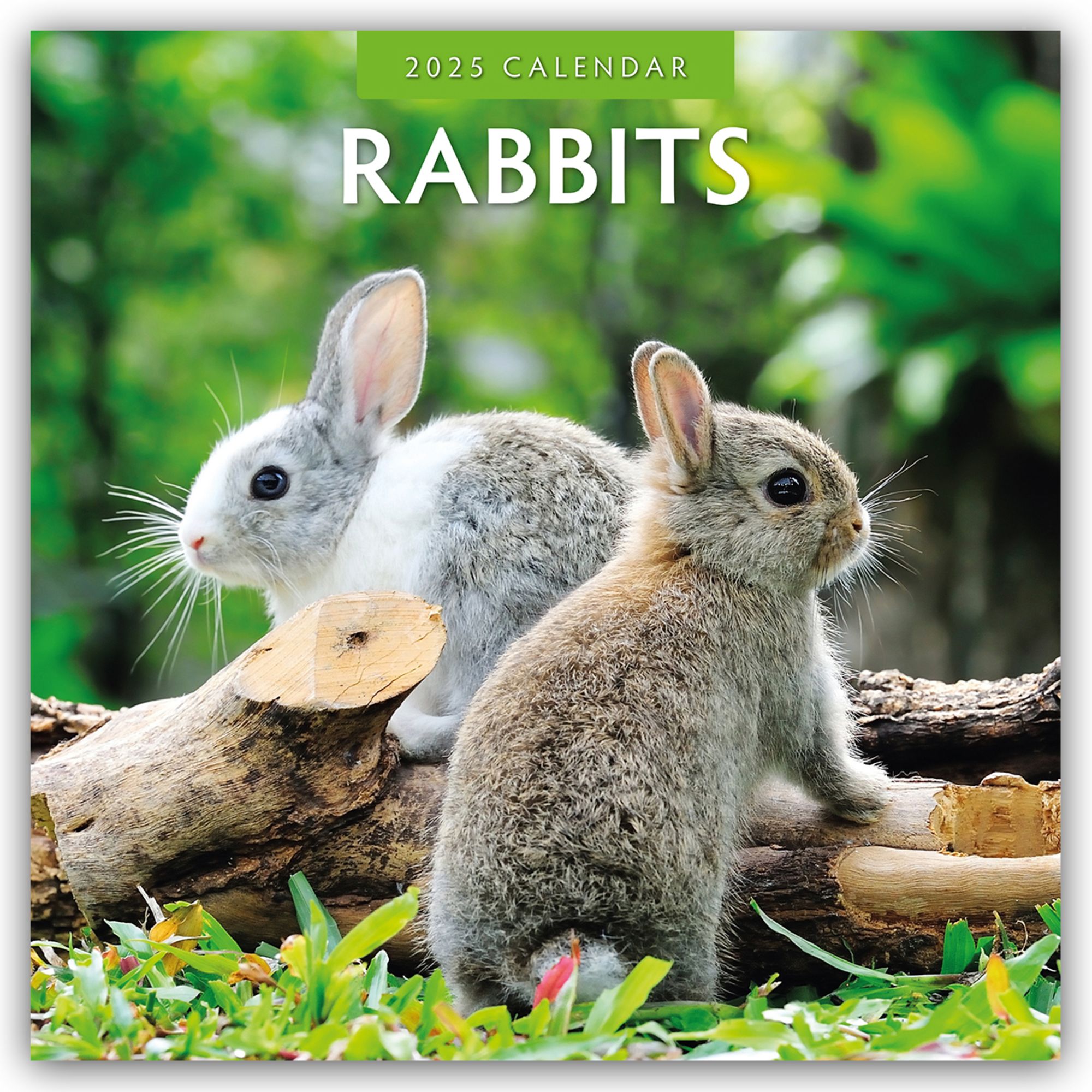 【限定品】 rabbits-hasen-kaninchen-2025- カレンダー