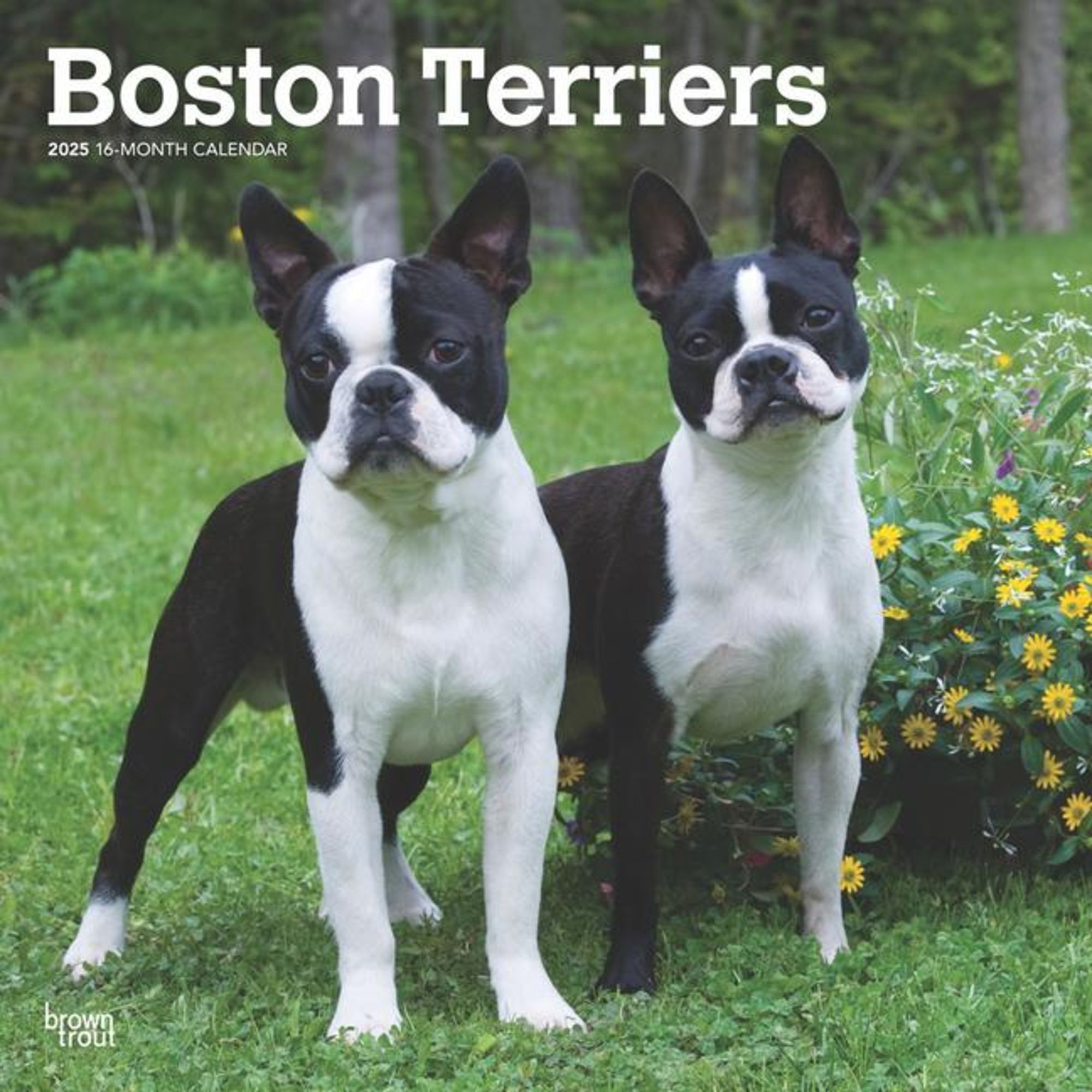 'Boston Terriers 2025 12 X 24 Inch Monthly Square Wall Calendar Plastic