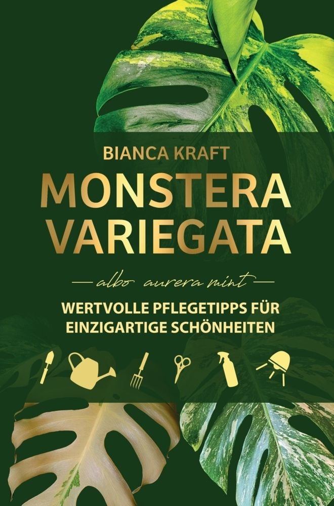 echte monstera deliciosa kaufen Fensterblatt (Monstera) XXL-Gre kaufen