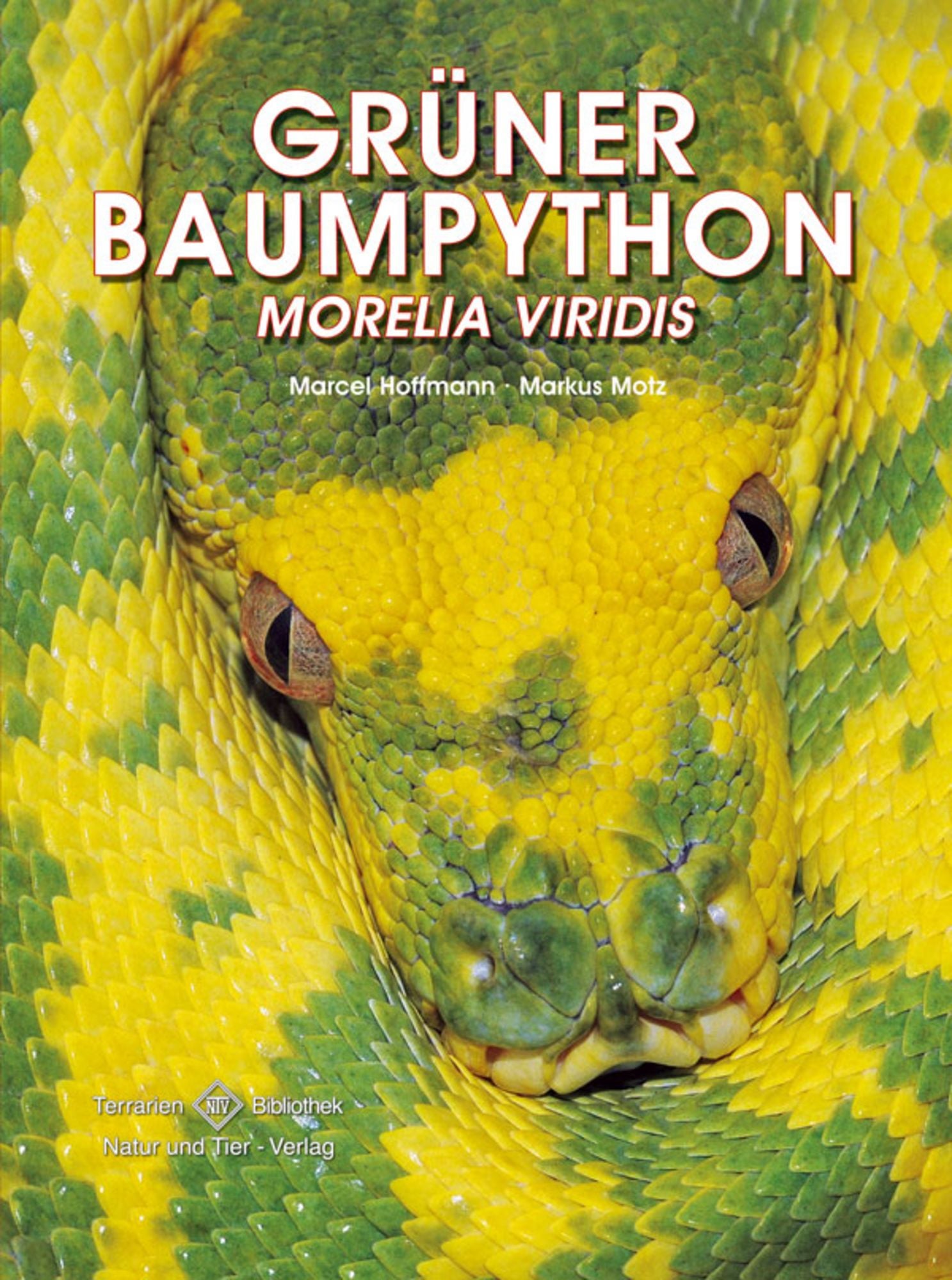 その他 GRUNER BAUMPYTHON(morelia viridis) Grüner Baumpython