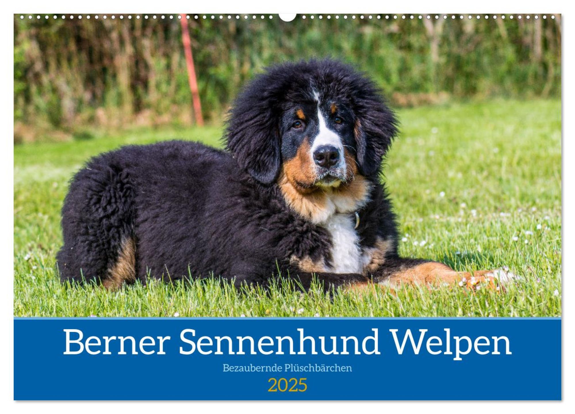 Bernersennen sale Welpen