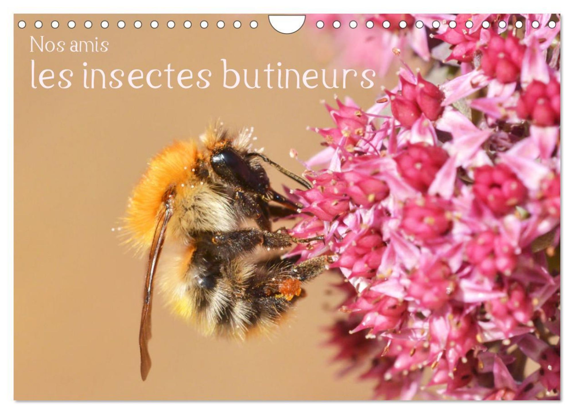 Nos amis, les insectes butineurs (Calendrier mural 2024 DIN A4