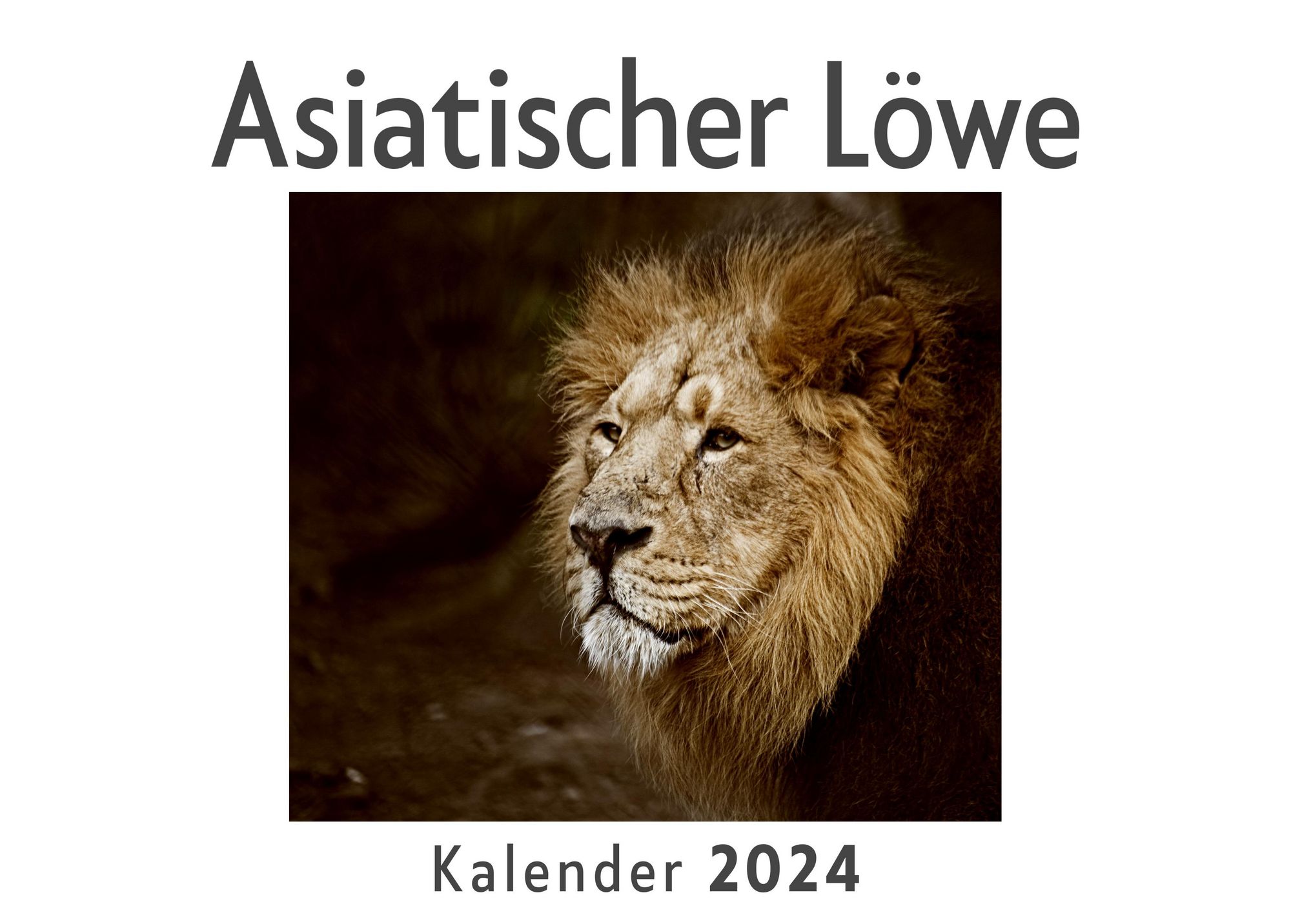 Asiatischer Löwe (Wandkalender 2024, Kalender DIN A4 quer 