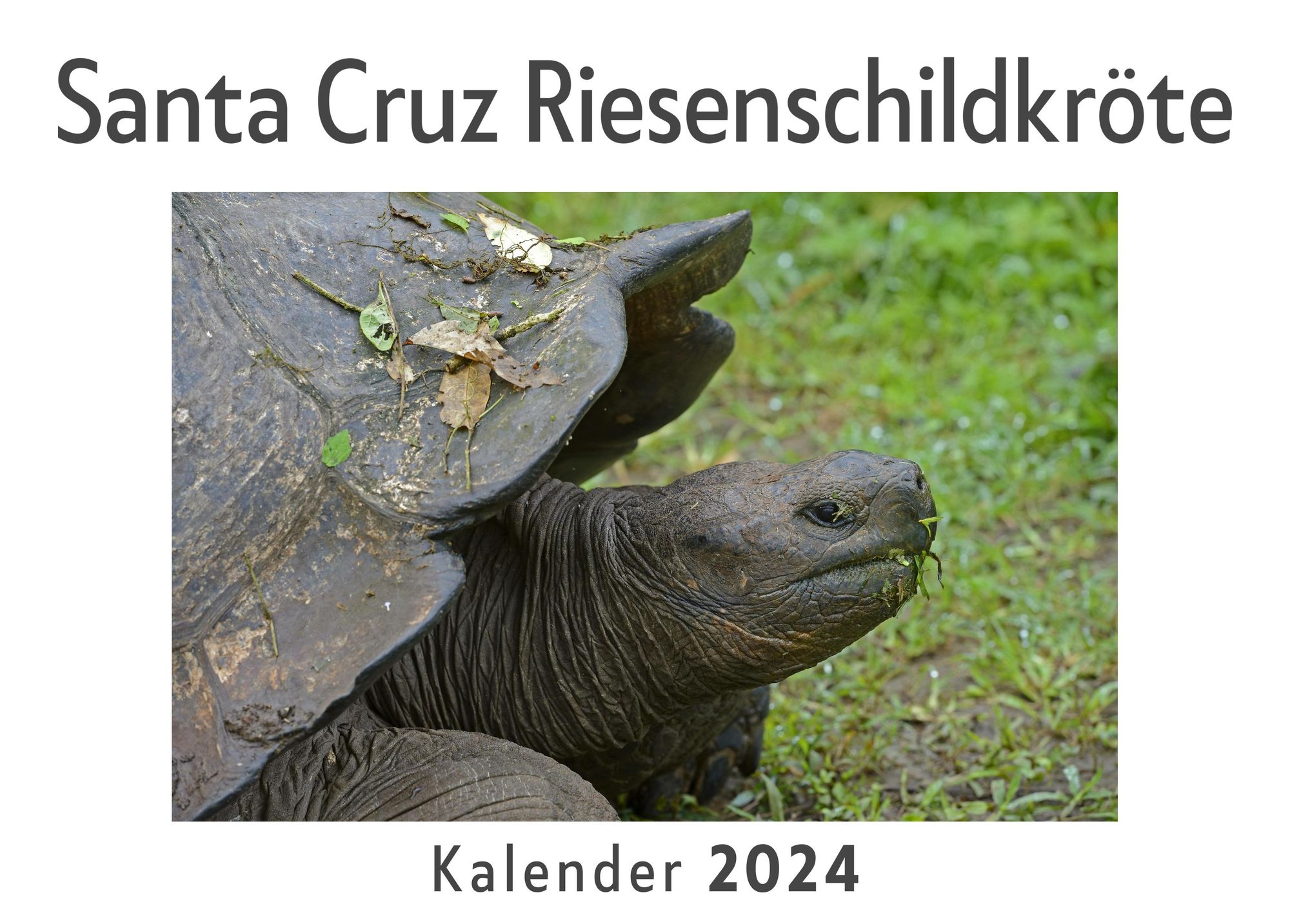 'Santa Cruz Riesenschildkröte (Wandkalender 2024, Kalender DIN A4 quer