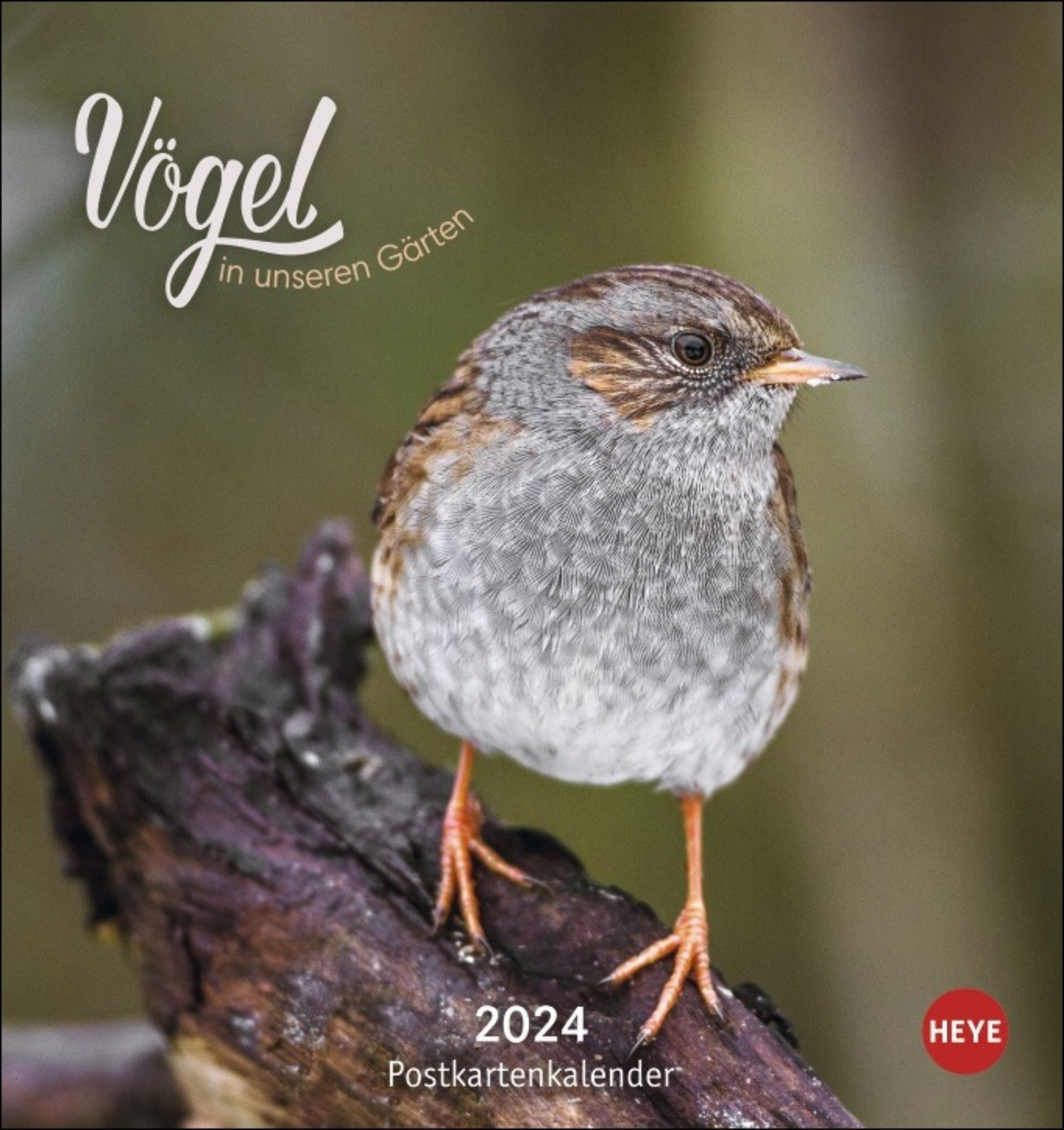Beflügelt und geborgen - Vögel 2024 (Postkartenkalender)
