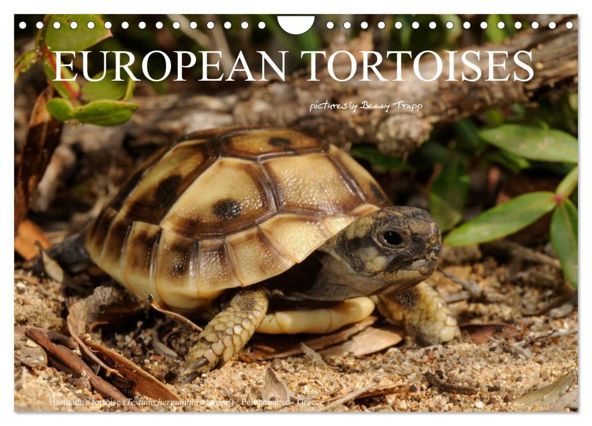 'European Tortoises / UKVersion (Wall Calendar 2025 DIN A4 landscape