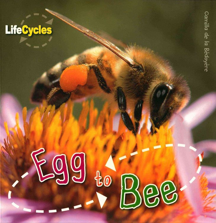 Produktbild: De la Bedoyere, C: Life Cycles: Egg to Bee