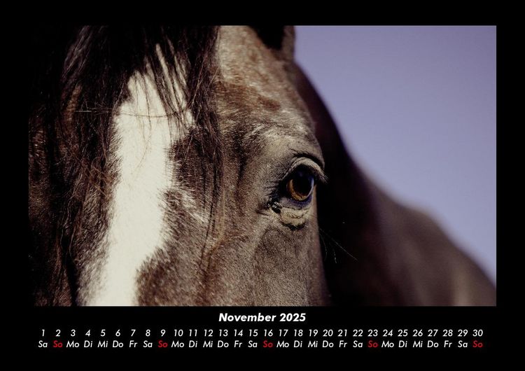 Produktbild: Pferdegefl&uuml;ster 2025 Fotokalender DIN A3