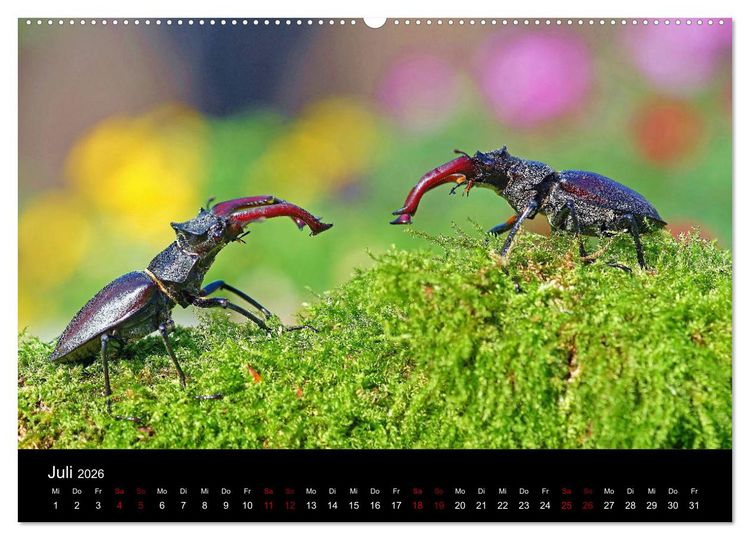 Produktbild: Der Waldspaziergang (Wandkalender 2026 DIN A2 quer), CALVENDO Monatskalender