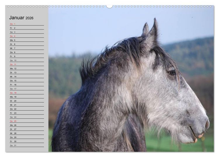 Produktbild: Das Shire Horse. Impressionen (Wandkalender 2026 DIN A2 quer), CALVENDO Monatskalender
