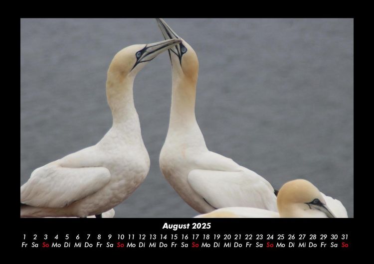 Produktbild: Welt der V&ouml;gel 2025 Fotokalender DIN A3
