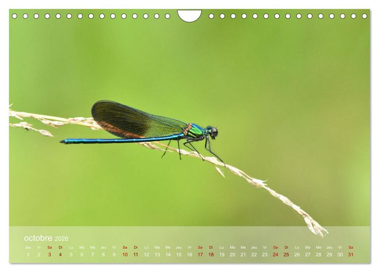 Produktbild: Oiseaux, Papillons et Libellules (Calendrier mural 2026 DIN A4 vertical), CALVENDO calendrier mensuel