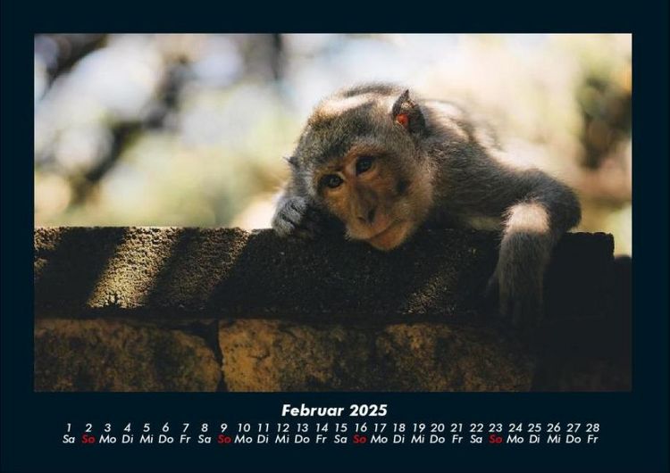Produktbild: Tierkalender 2025 Fotokalender DIN A4