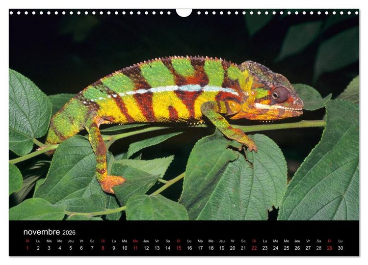 Produktbild: Cam&eacute;l&eacute;ons - Petits dragons d'Afrique. (Calendrier mural 2026 DIN A3 vertical), CALVENDO calendrier mensuel