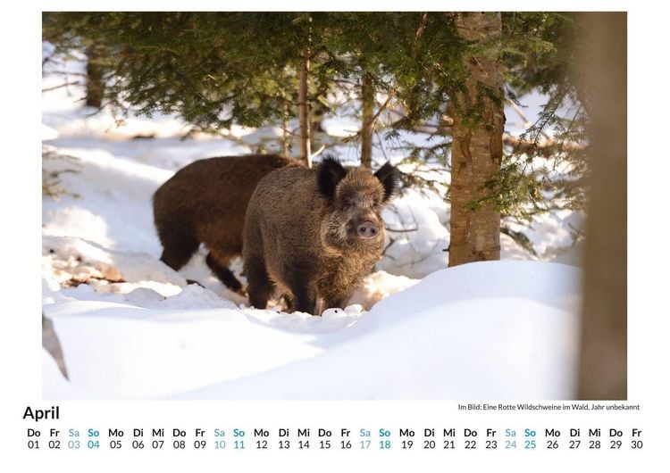 Produktbild: WIldschweine im Winter