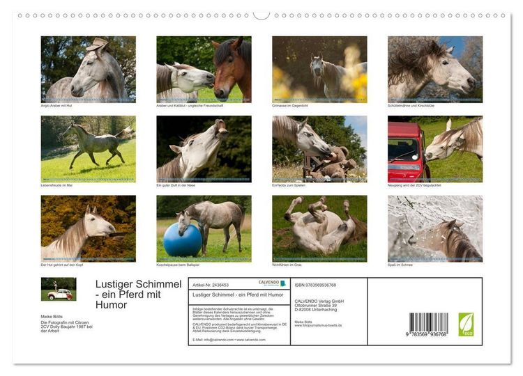 Produktbild: Lustiger Schimmel - ein Pferd mit Humor (hochwertiger Premium Wandkalender 2027 DIN A2 quer), Kunstdruck in Hochglanz