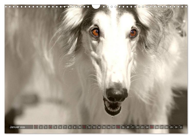 Produktbild: Windhunde eye-catcher (Wandkalender 2026 DIN A3 quer), CALVENDO Monatskalender