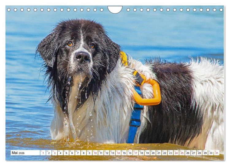 Produktbild: Landseer - Ein starker Freund auf 4 Pfoten (Wandkalender 2026 DIN A4 quer), CALVENDO Monatskalender