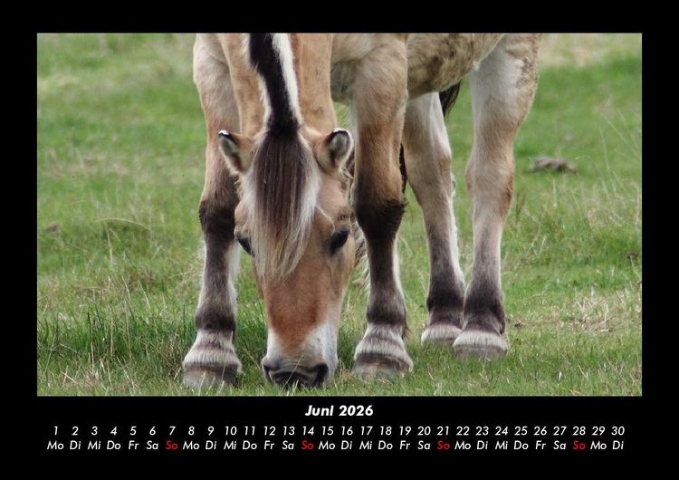 Produktbild: Welt der Pferde 2026 Fotokalender DIN A3