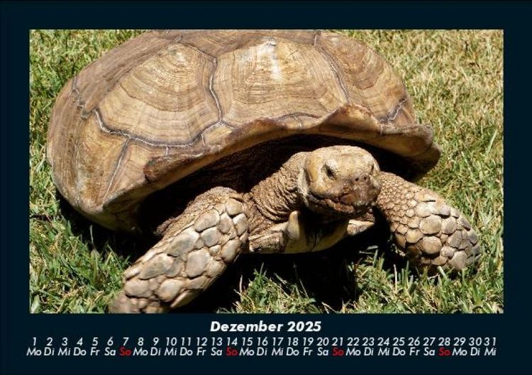 Produktbild: Schildkr&ouml;tenzauber 2025 Fotokalender DIN A5