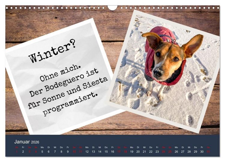 Produktbild: Ratonero Bodeguero Andaluz (Wandkalender 2026 DIN A3 quer), CALVENDO Monatskalender