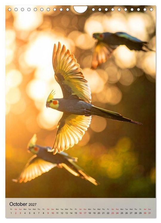 Produktbild: Cockatiel Dreams (Wall Calendar 2027 DIN A4 portrait), CALVENDO 12 Month Wall Calendar