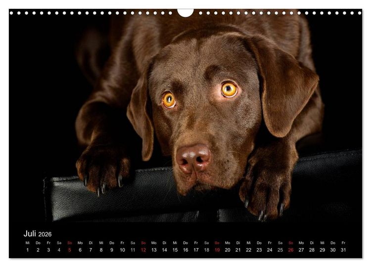 Produktbild: Dogs (Wandkalender 2026 DIN A3 quer), CALVENDO Monatskalender
