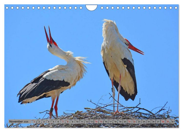 Produktbild: Zu Gast bei Familie Storch (Wandkalender 2026 DIN A4 quer), CALVENDO Monatskalender